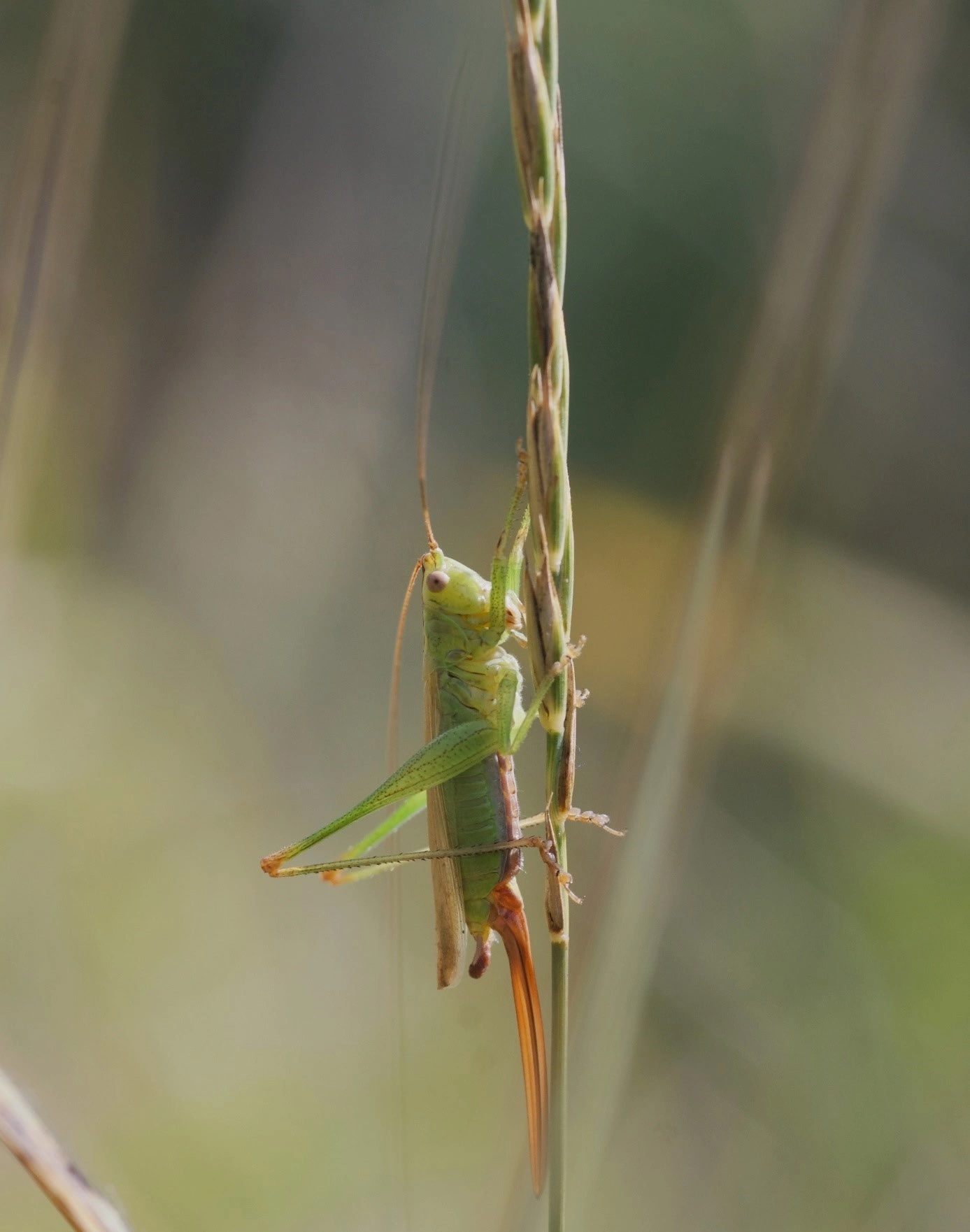Langflügelige Schwertschrecke