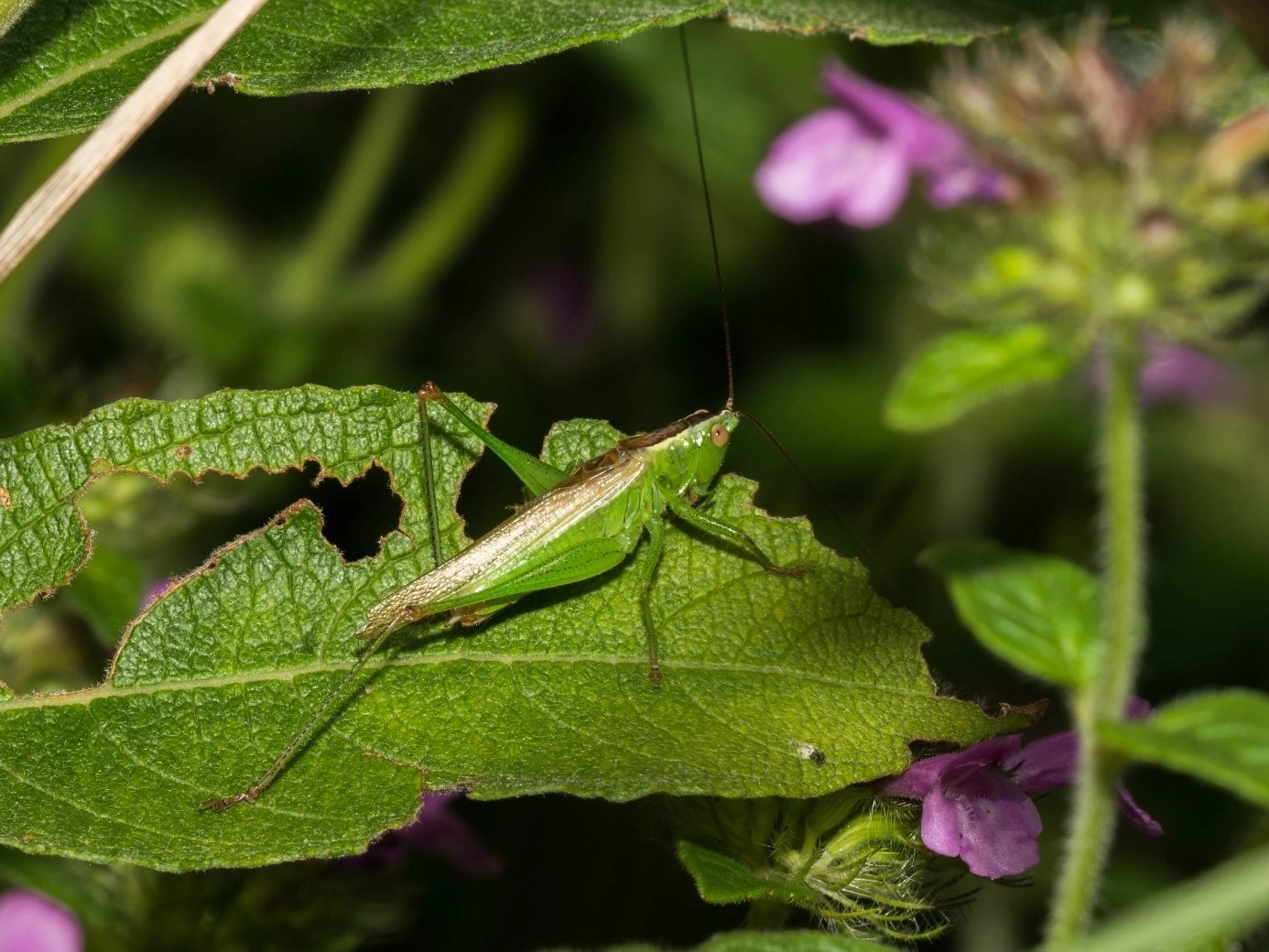 Langflüglige Schwertschrecke