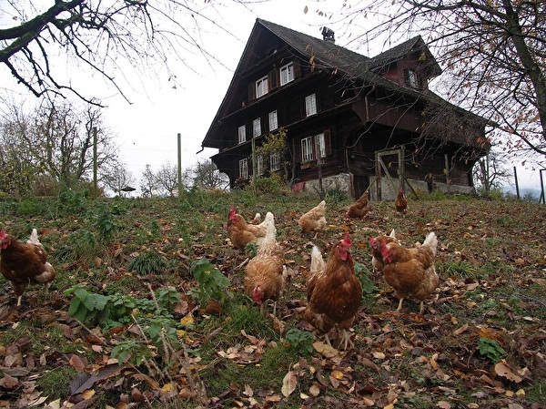 Hühner im grosszügigen Hühnerhof des Grämlis.hofs