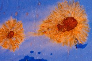 Rostblumen Fotografie