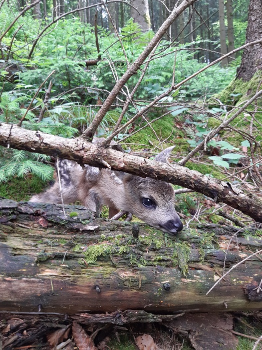 Ein Rehkitz im Wald