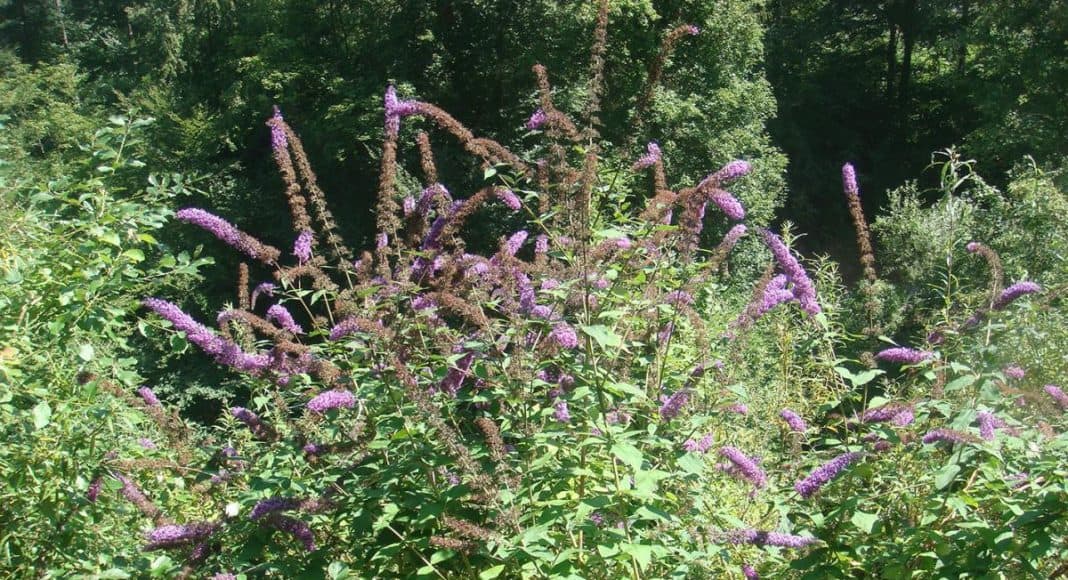 Sommerflider