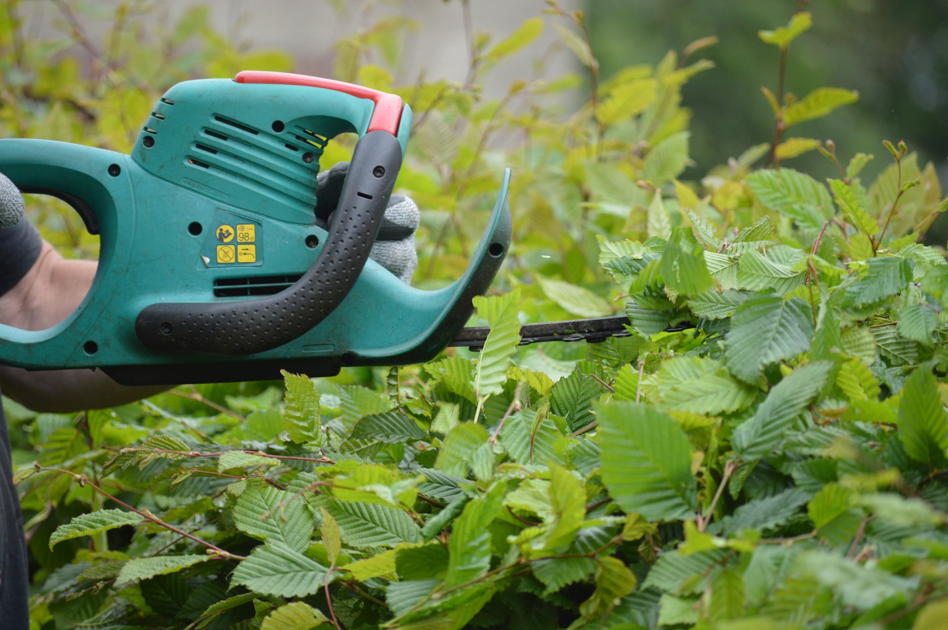 Hecke schneiden