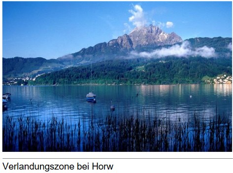 Verlandungszone bei Horw