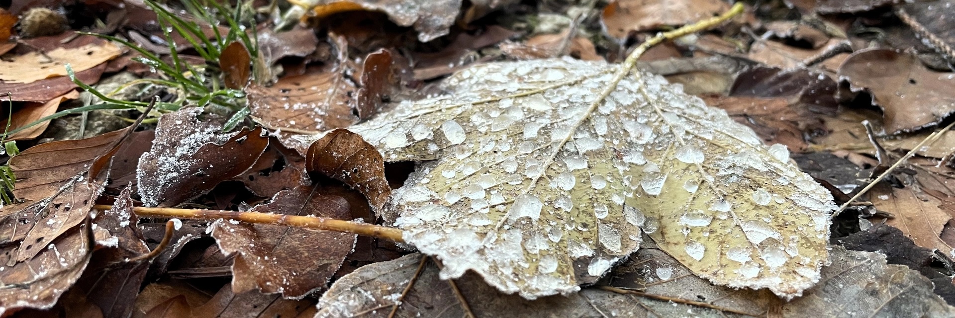 Herbst, Winter Blatt