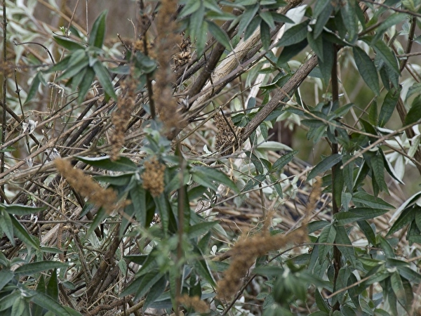 Neophyten-Bekämpfung