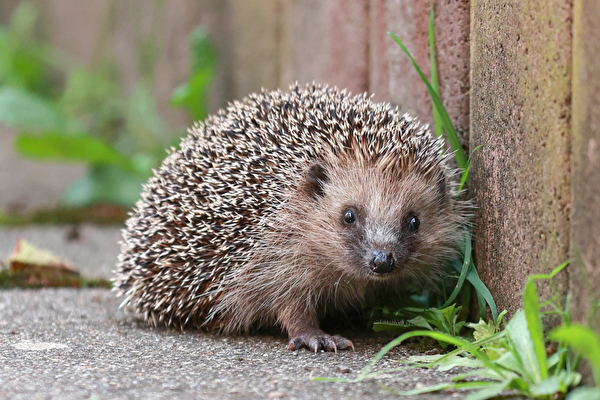 Igel im Garten