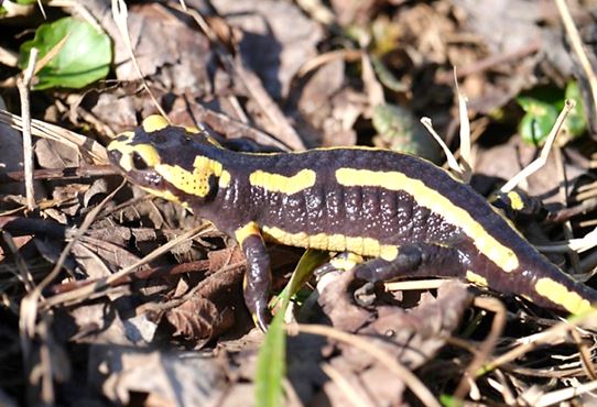 Feuersalamander