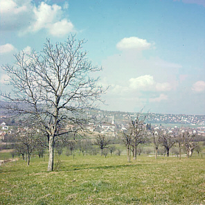 Landschaft mit Bäumen
