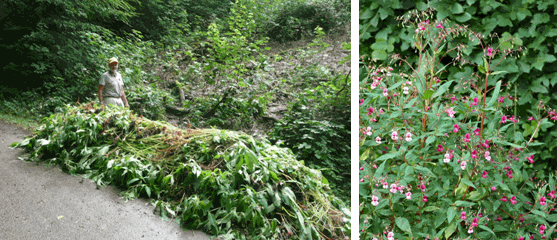 Walter Lenz nach getaner Arbeit --- Das drüsige Springkraut in Blüte
