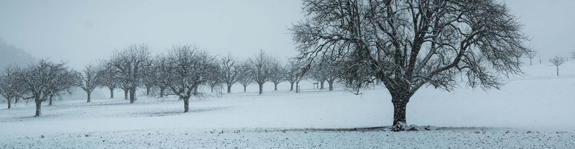 Weihnachtsbaum im Schnee