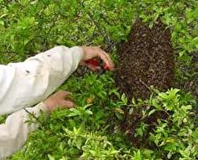 ein ausgeflogener Bienenschwarm wird von einem Imker fachgerecht eingefangen