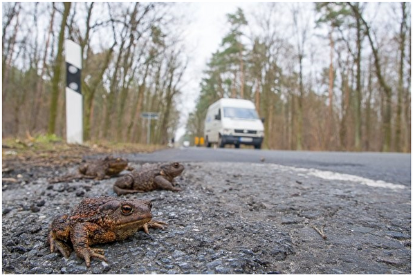 Erdkröten auf gefährlicher Wanderschaft zur ihren Laichplätzen (Foto: Wolfgang Ewert, NABU Brandenburg).
