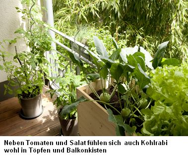 Setzlinge auf dem Balkon