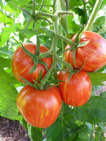 Die „Schweizer Hose“ ist eine der Tomatensorten, die es am Dorfmarkt als Setzlinge zu kaufen gibt. (Foto: Gärtnerei am Hirtenweg, Riehen)