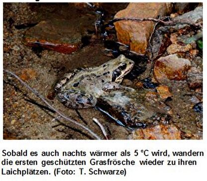 Amphibien im Teich