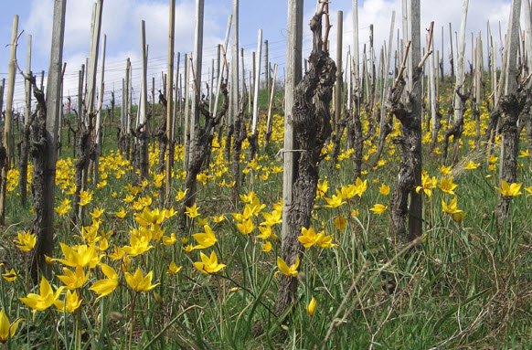 Rebberg mit gelben Tulpen