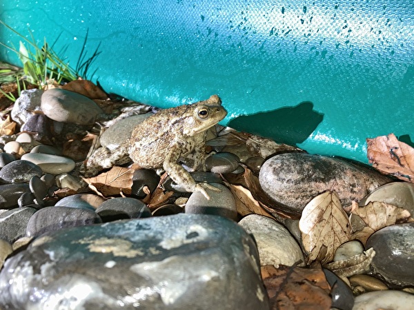 Ein Frosch im Leichgewässer
