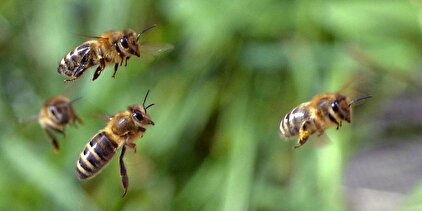 Bienen