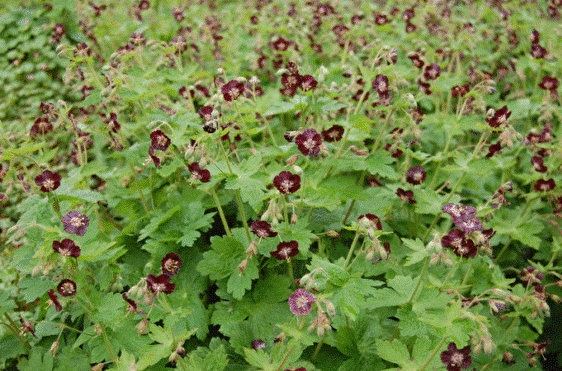 Brauner Storchenschnabel (Geranium phaeum)