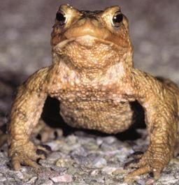 Kröte
