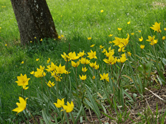 Weinberg-Tulpen