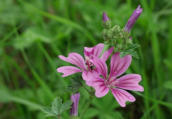 Die Wilde Malve ist Bienenweide, Wildgemüse und Heilmittel in einem. (Foto: Wildblumenlexikon.de)