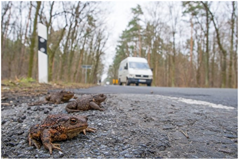 Erdkröten auf gefährlicher Wanderschaft zur ihren Laichplätzen (Foto: Wolfgang Ewert, NABU Brandenburg).