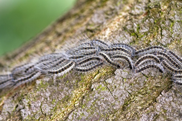 Mehrere Eichenprozessspinner bilden eine Schlange. Hintergrund Baumrinde