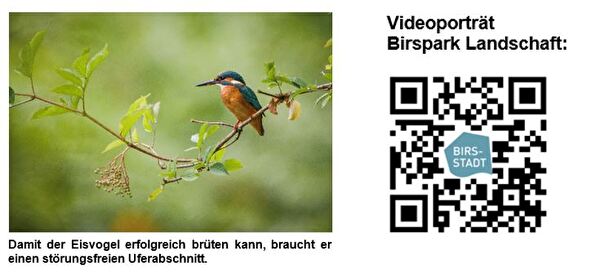 Eisvogel am Ufer und Videoporträt Birsparklandschaft