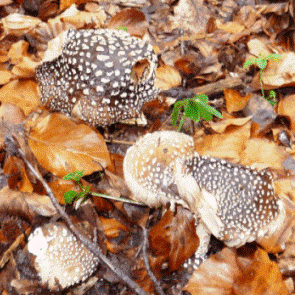 Pantherpilz (Amanita pantherina)