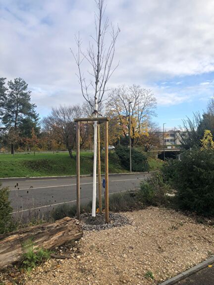 Anpflanzung neuer Baum