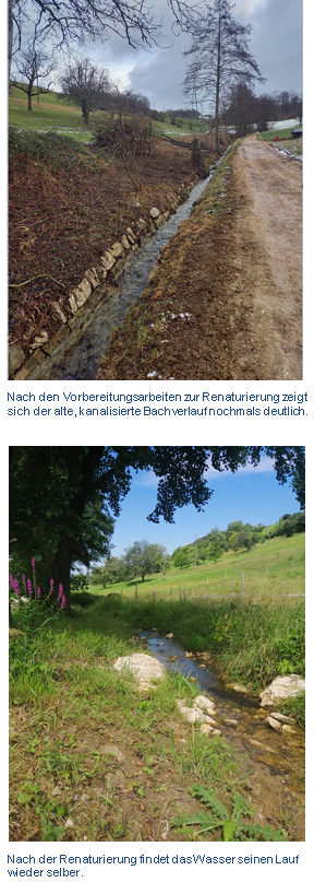 Riedmattbach vor und nach der Renaturierung