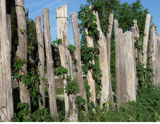 Dieser Holzzaun ist Lebensraum für viele Pflanzen- und Tierarten und gleichzeitig auch dekorativer Sichtschutz (Foto: Käthi Blumer).