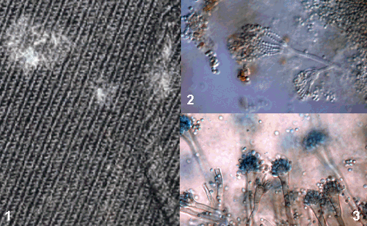 Schimmel, Aspergillen, Pilze der Familie Penicillium 