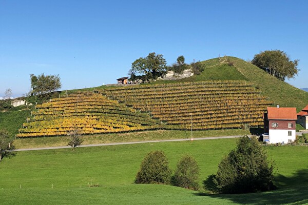 Rebberg am Gupfen