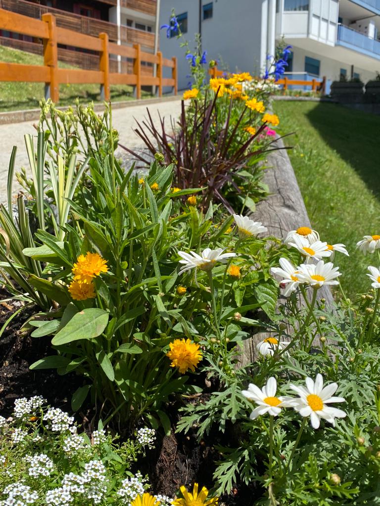 Blumen 1