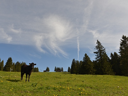 YLBR Ste-Croix Chalet les Avattes pâturage