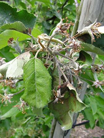 Apfelblüte mit Feuerbrand