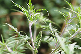 Ambrosia Pflanze