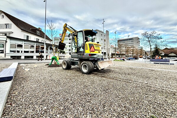 Stadtplatz Süd: Die Kaukasischen Flügelnuss wird ersetzt. (Bild: Stadt Kloten, MG)