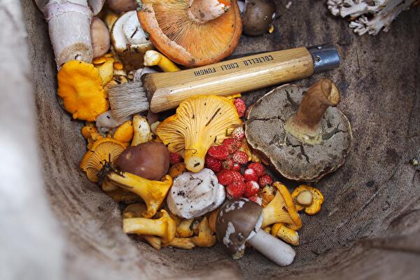 Bei der Pilzkontrolle wird jeder Pilz genau untersucht. (Bild: Nick Grappone)