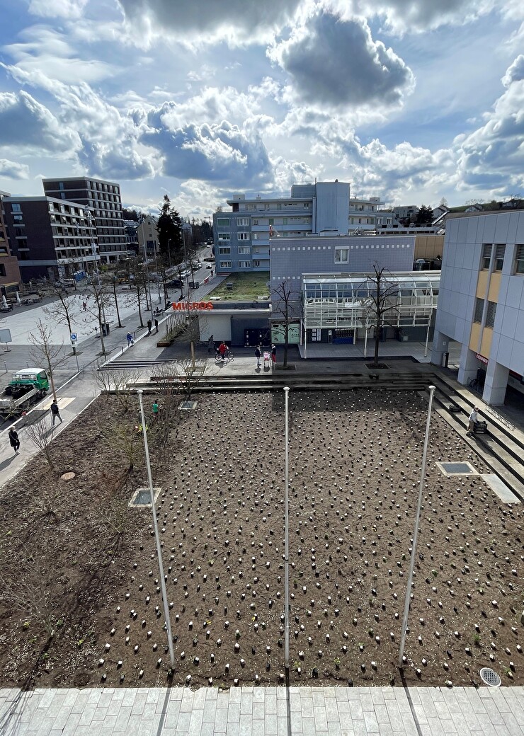 Eine Massnahme zur Verbesserung des Stadtklimas: Neue Kies-/Trittvegetation auf der Stadthauswiese.  (Bild: Stadt Kloten)
