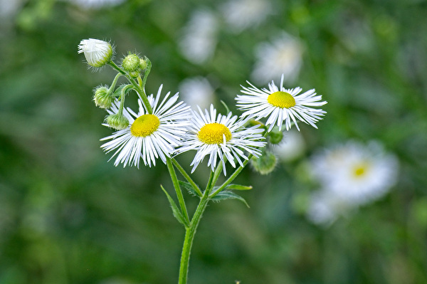 Blüte des Einjährigen Berufskraut