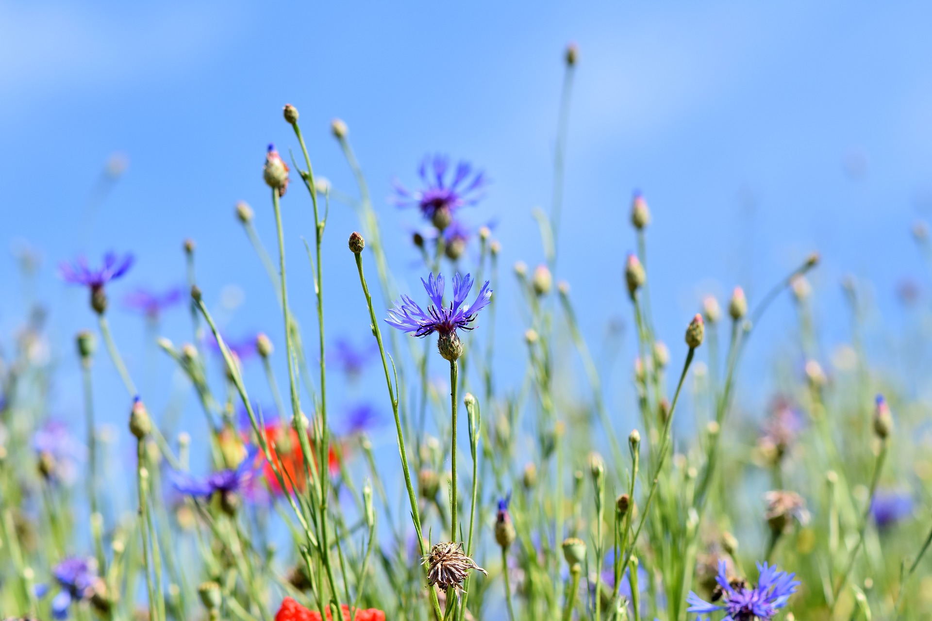 mountain-bluets-3440640_1920.jpg