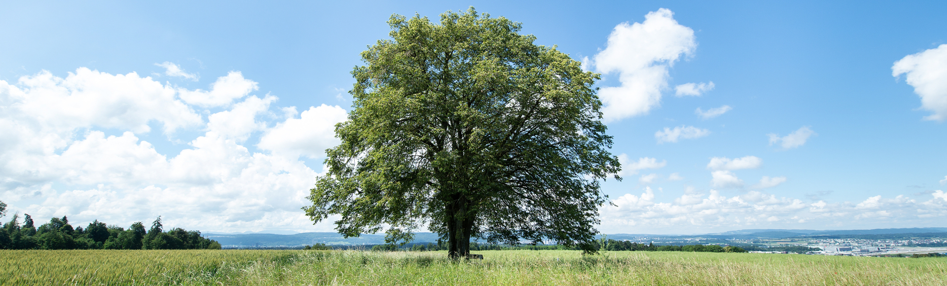 Linde in Gerlisberg