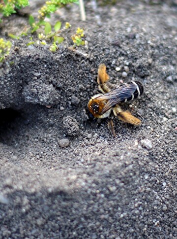 Mit Sandlinsen, Totholz und Wildblumen lässt sich der Lebensraum für Wildbienen gezielt fördern. Bild: PUSCH