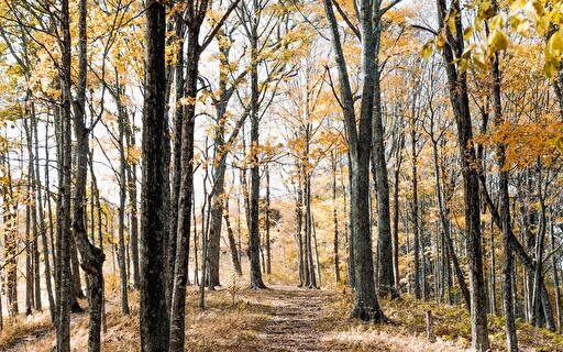 Der Wald bietet viele Schätze. (Bild: Andrew Neel)