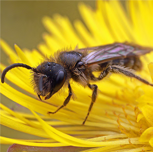 Alfkens Zwergsandbiene (Andrena alfkenana) Bild: André Rey