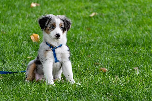 Ab 1. Juni 2025 gelten im Kanton Zürich neue Ausbildungspflichten für Hundehaltende – Theorie- und Praxiskurse werden obligatorisch.
